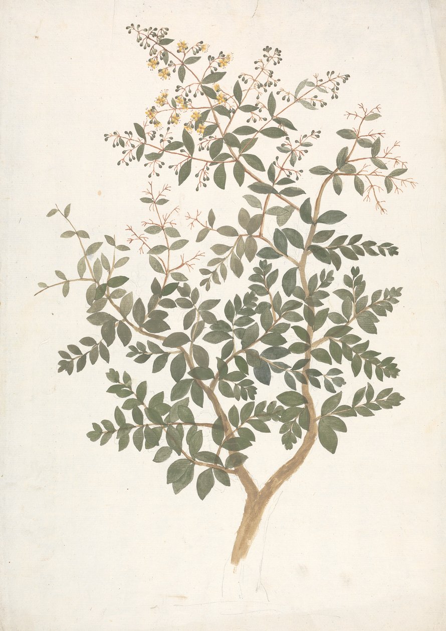 Lawsonia inermis L. (Henna): desenho acabado de um rebento florido de folhas de James Bruce