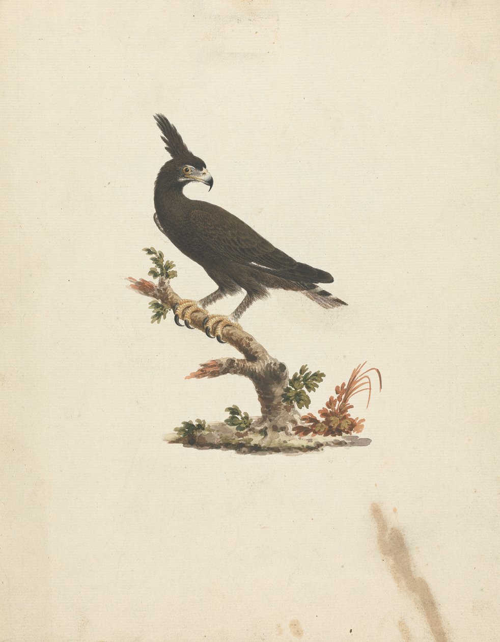 Lophaetus occipitalis (Águia de Longo Alcance) de James Bruce