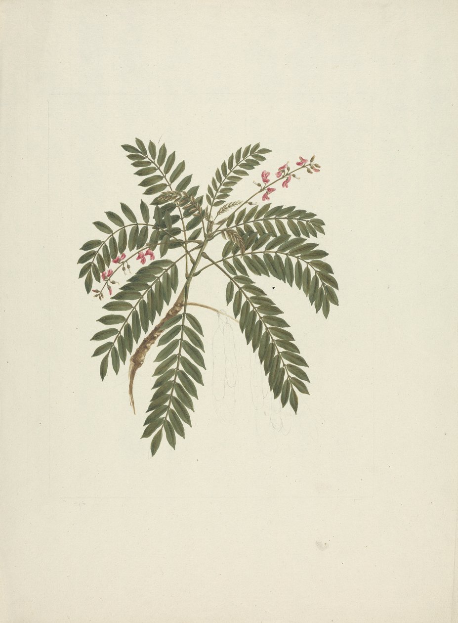 Millettia ferruginea (Hochst) Baker: desenho acabado de James Bruce