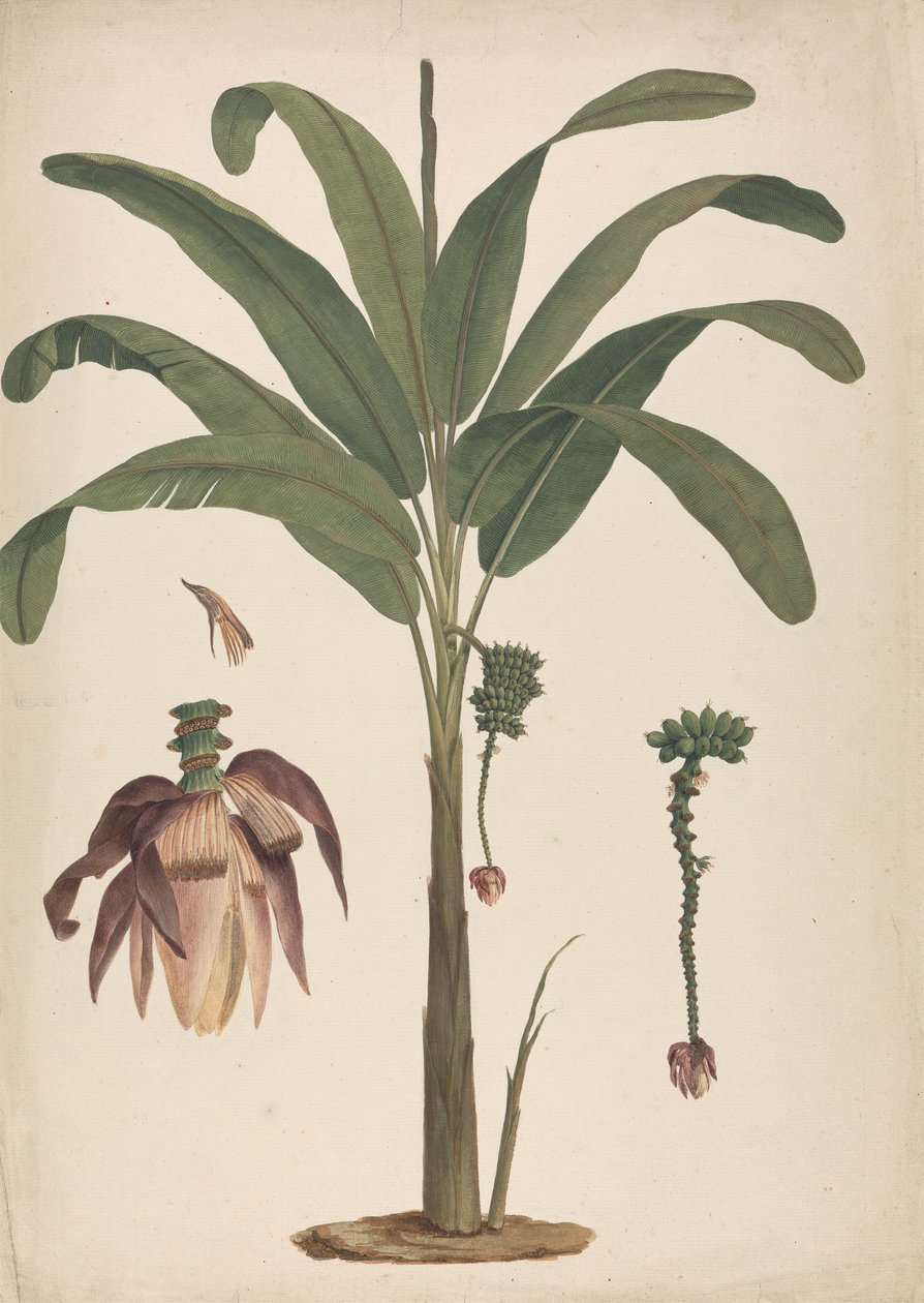 Musa x sapientum L. (Banana): desenho acabado com detalhes de inflorescência de James Bruce
