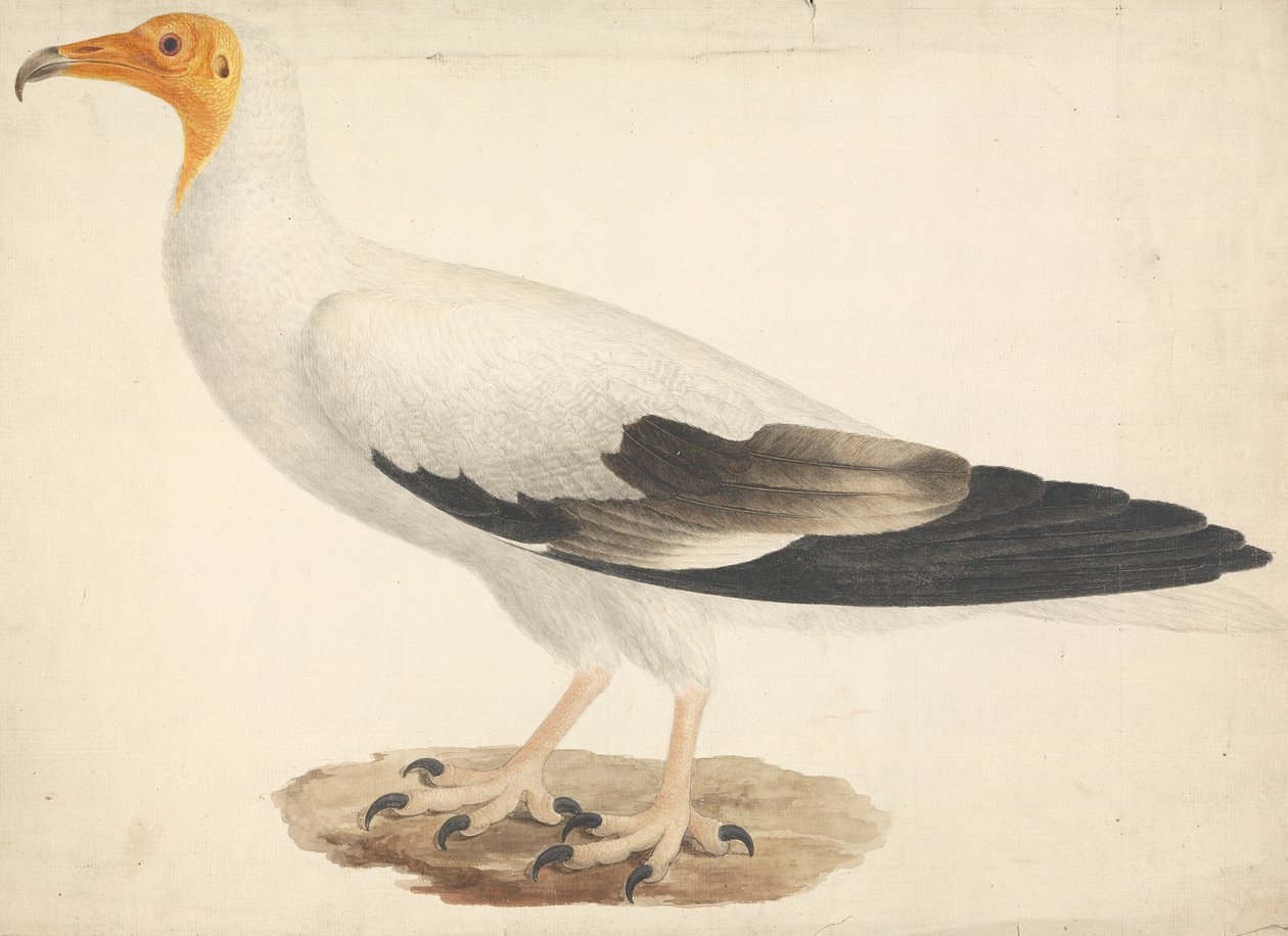 Neophron percnopterus (Abutre Egípcio) de James Bruce