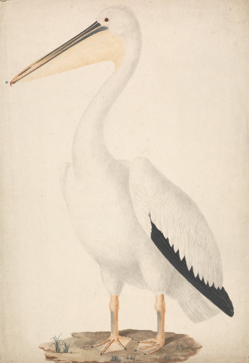 Pelecanus onocrotalus (Grande Pelicano Branco) de James Bruce