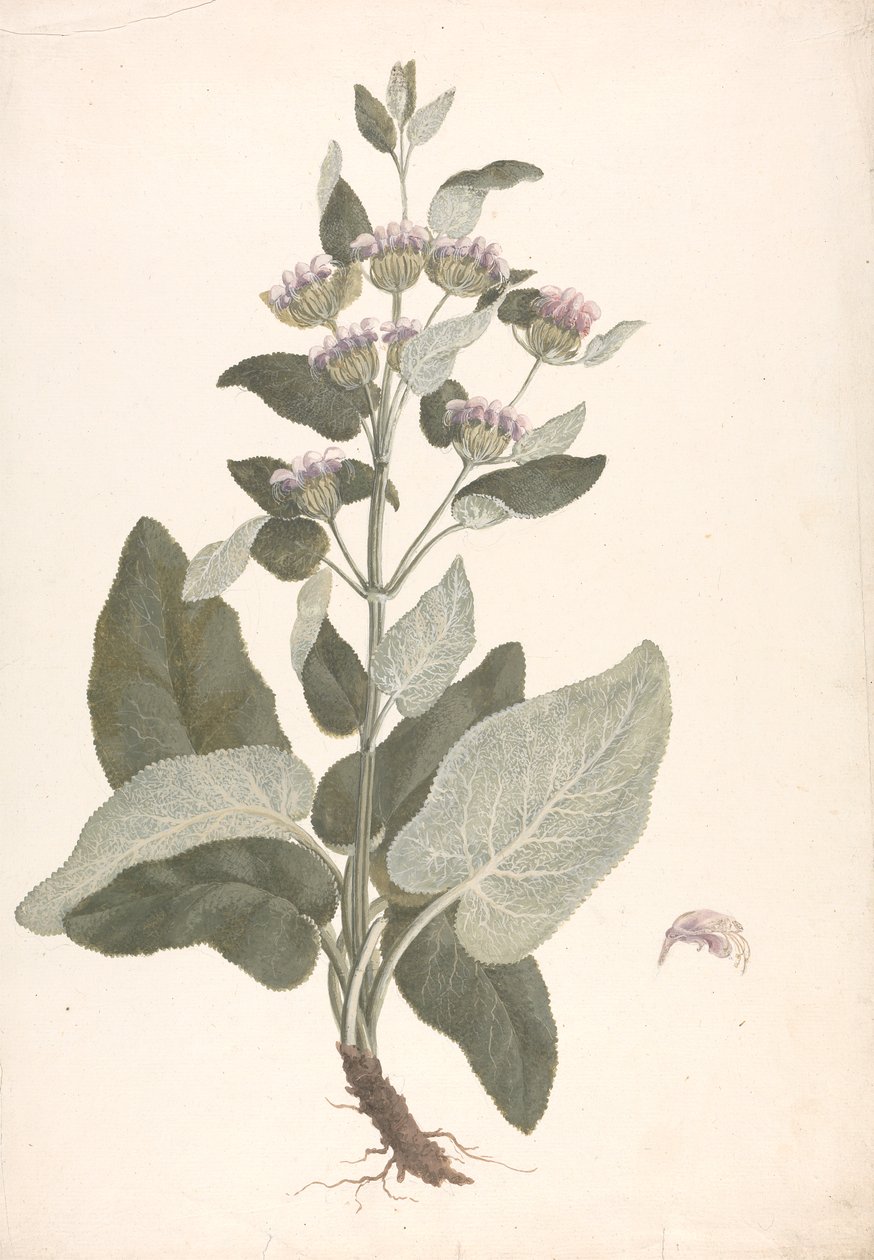 Phlomis herba-venti L. : desenho acabado de James Bruce