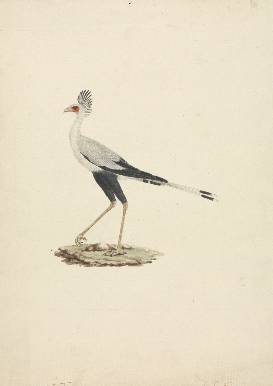 Sagittarius serpentarius (Secretário Bird) de James Bruce