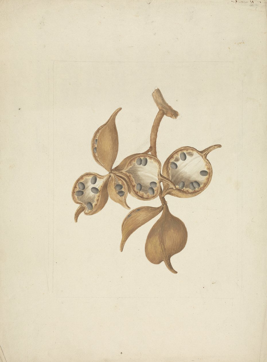 Sterculia africana (Lour.) Fiori: desenho acabado do caule com as vagens das sementes, algumas abertas mostrando as sementes de James Bruce