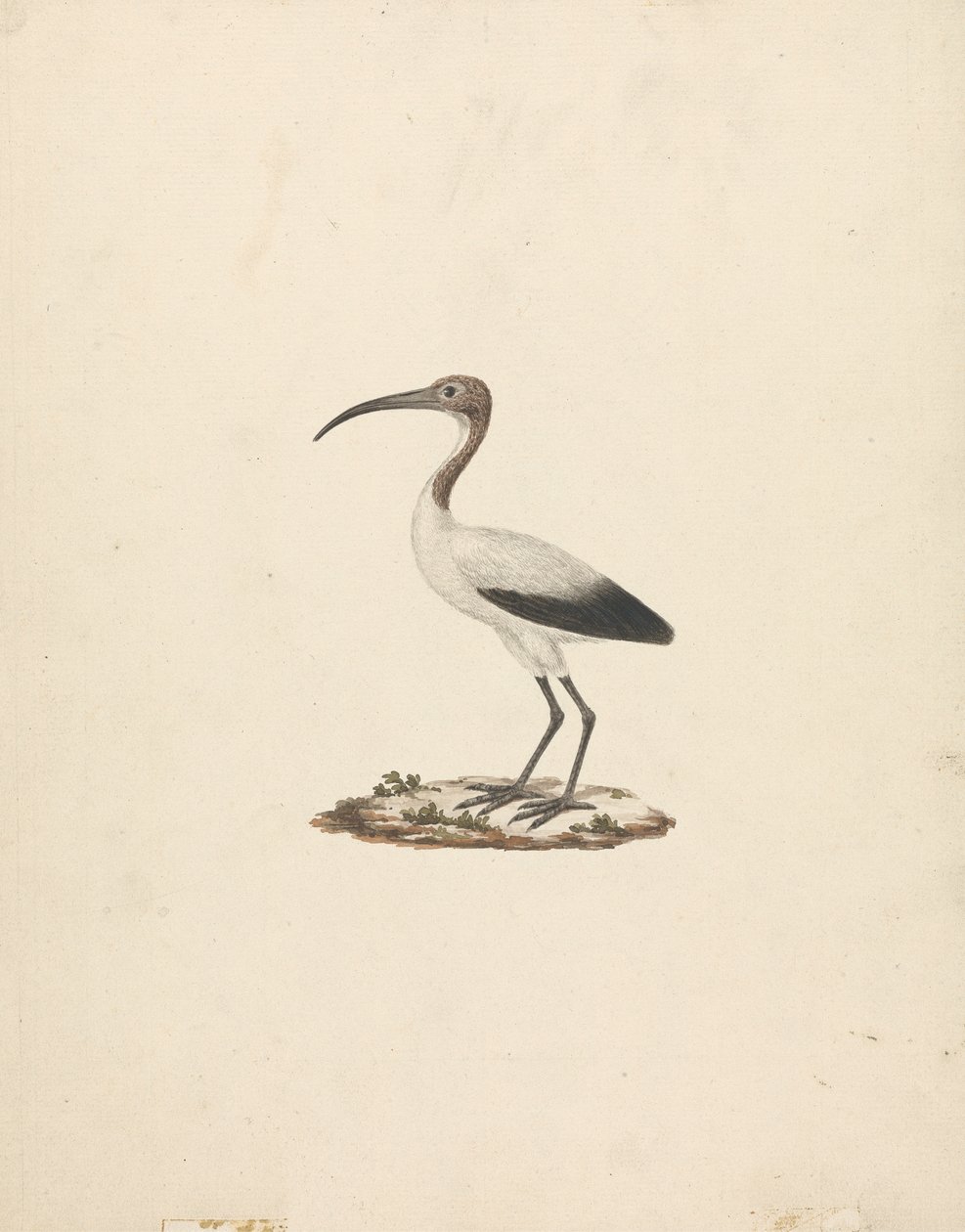 Threkiornis aethiopicus (Íbis Sagrado Africano) de James Bruce