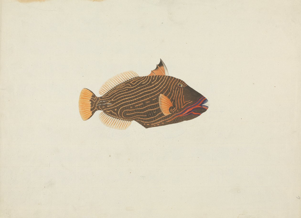 Peixes não identificados de James Bruce