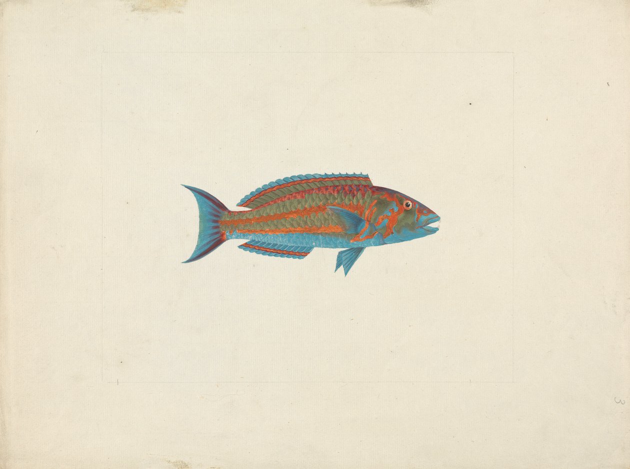 Peixes não identificados de James Bruce