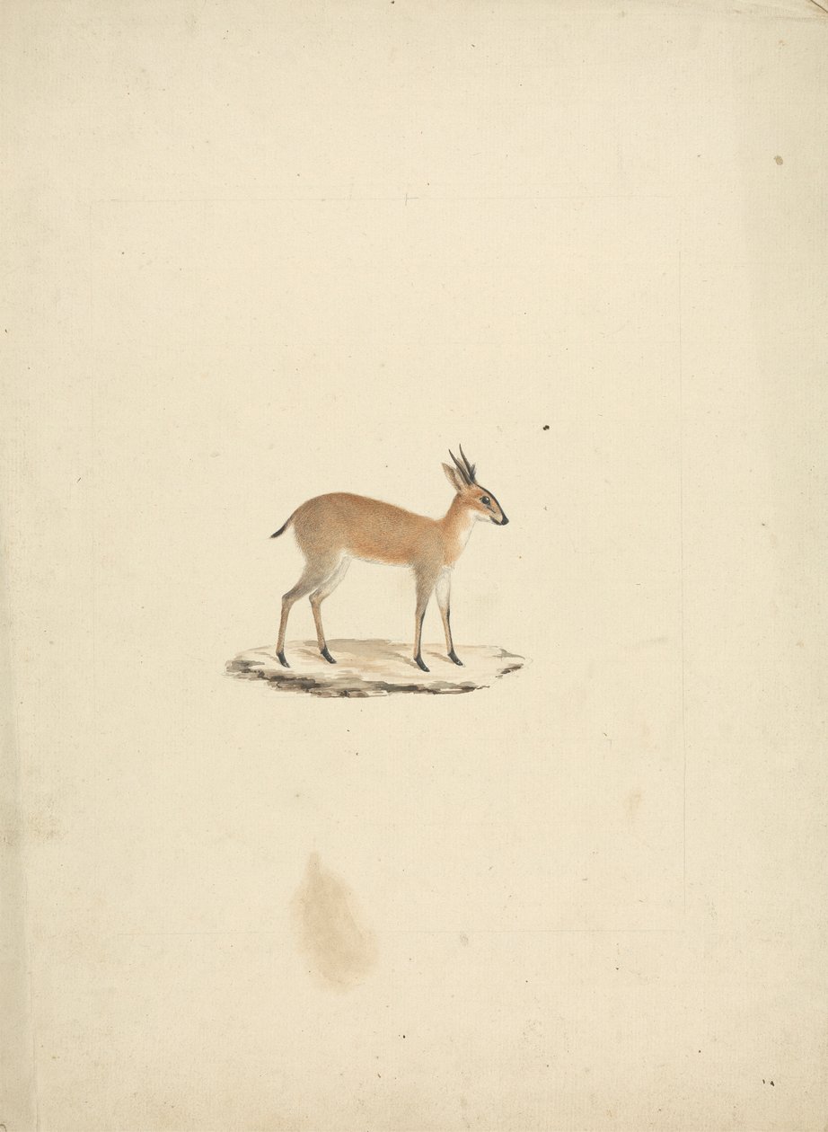 Madogua não identificada (Dik-dik) de James Bruce