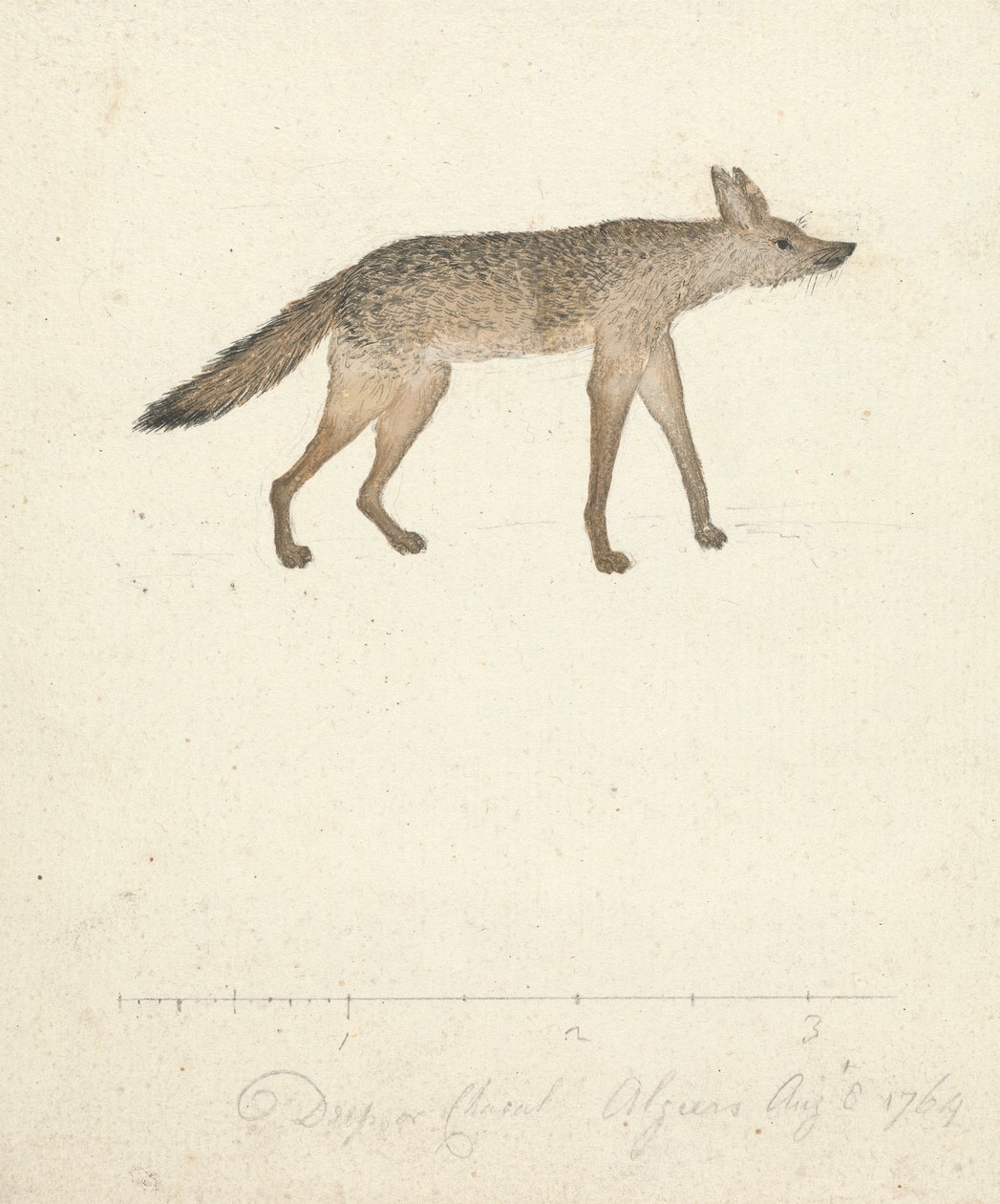 Lobo de James Bruce
