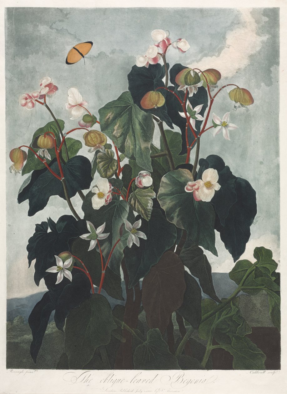 O Templo da Flora, ou Jardim da Natureza: A Begônia com Folhas de Obique de James Caldwall