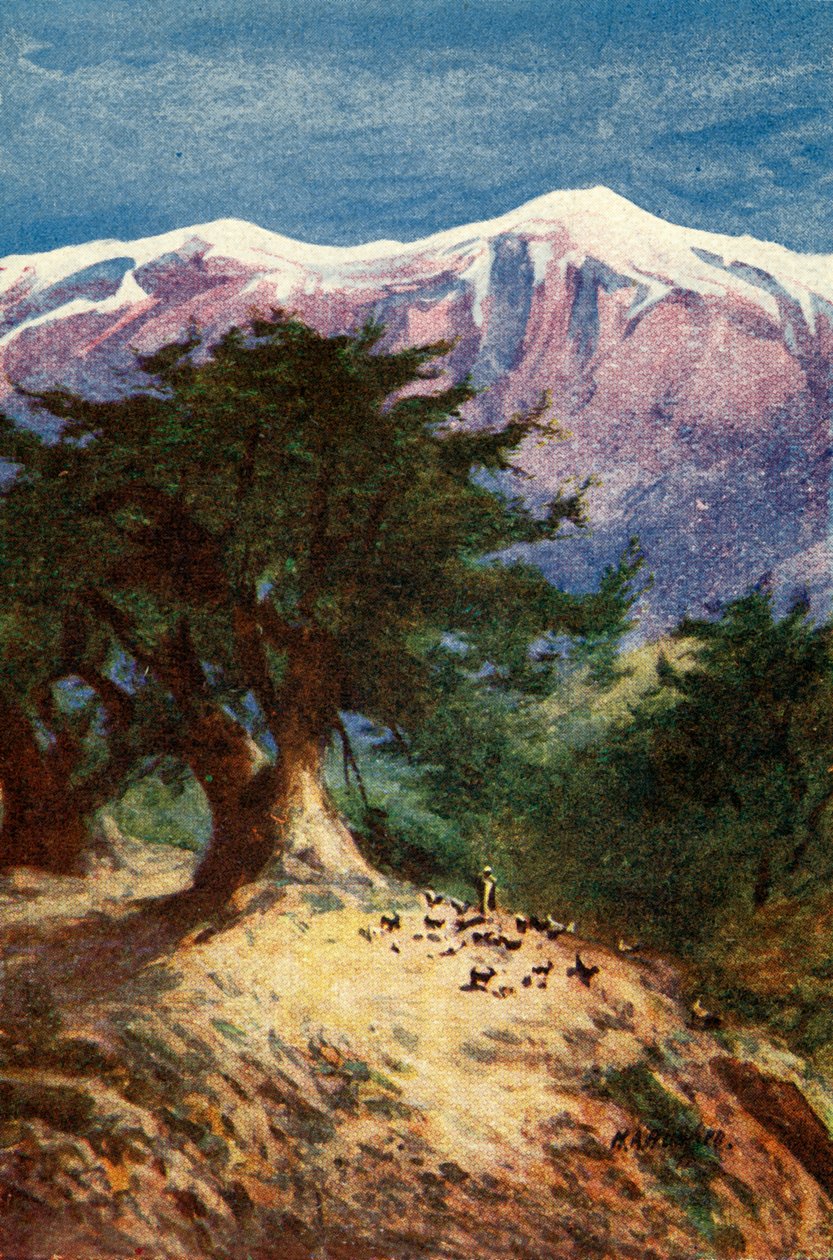 Cedros do Líbano - Matt. xii. 33, c1924. Criadores: James Clark, Henry A Harper. de James Clark and Henry A Harper