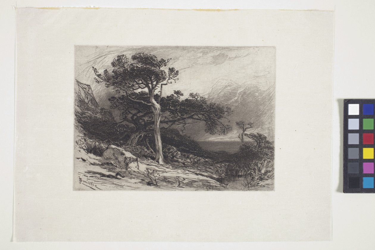 Cedros antigos, Coast Of Maine (tinta, caneta, lápis) de James David Smillie