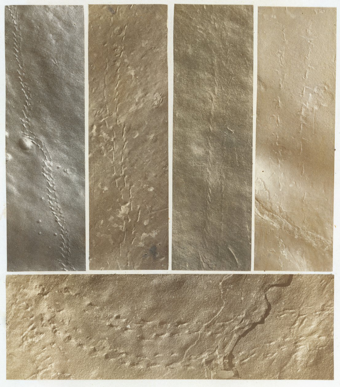 Ichnographs from the Sandstone of Connecticut River, publicado em 1861. de James Deane