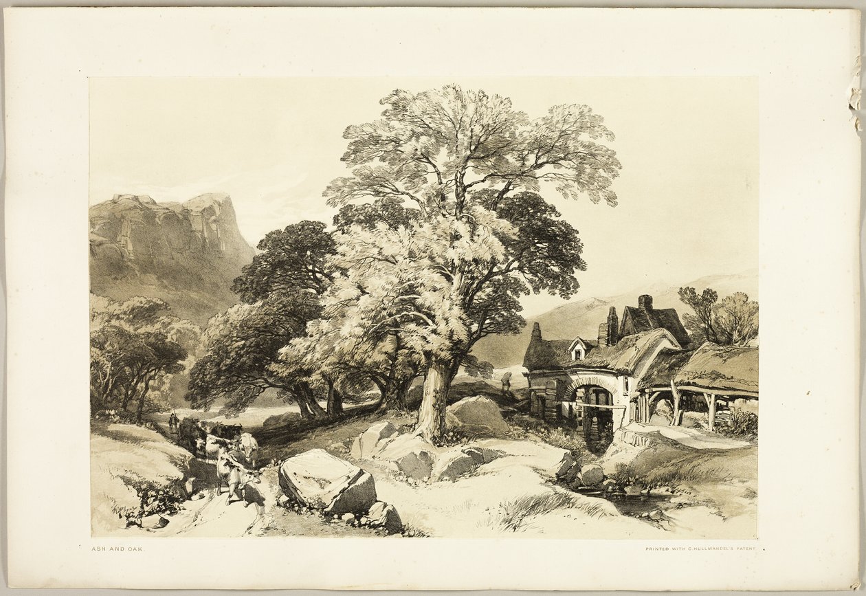 Ash and Oak, de The Park and the Forest de James Duffield Harding