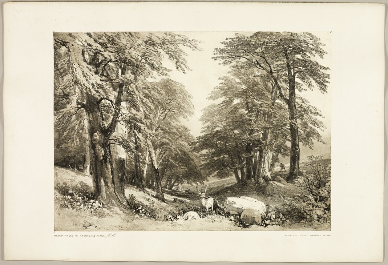 Faias no Parque Arundale, do Parque e da Floresta de James Duffield Harding
