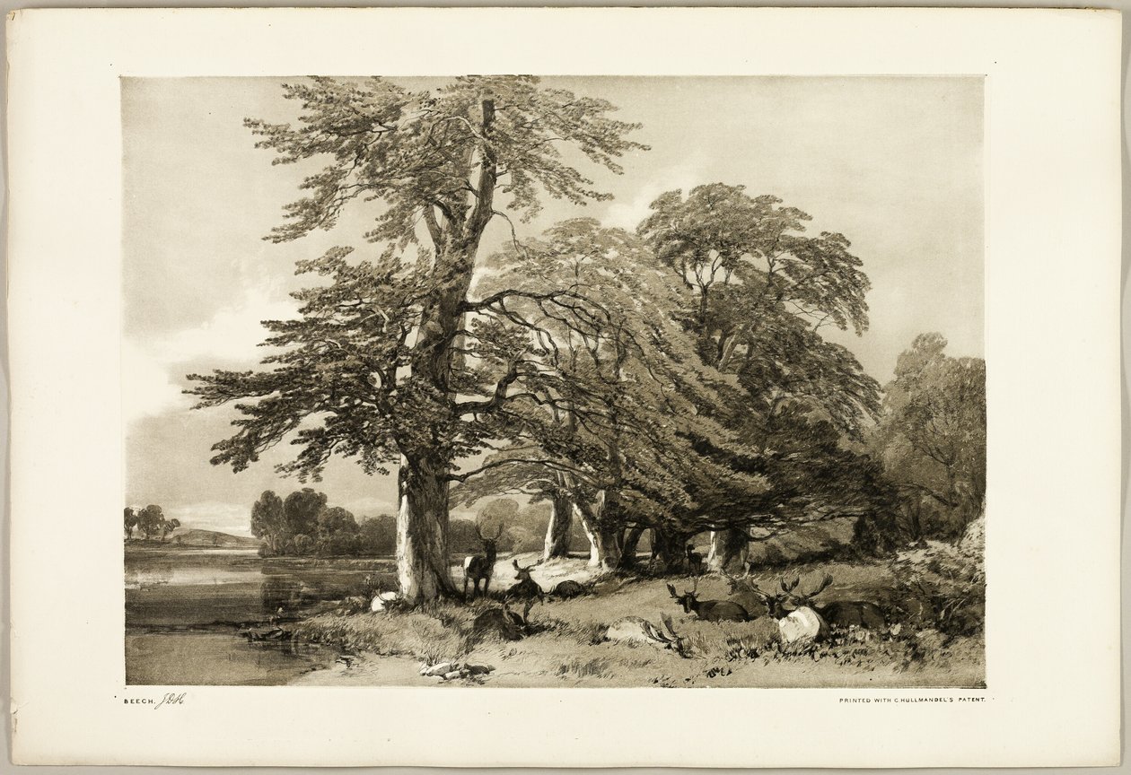 Faia, de The Park and the Forest de James Duffield Harding