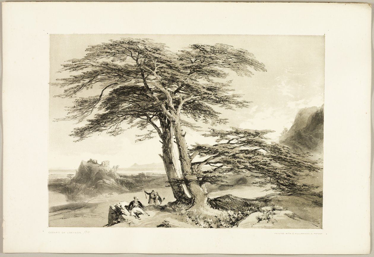 Cedros do Líbano, de O Parque e a Floresta de James Duffield Harding