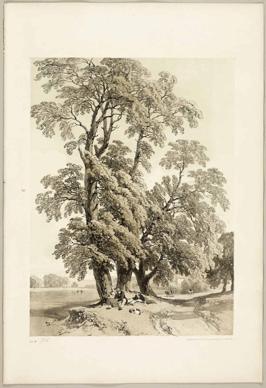 Elm, de O Parque e a Floresta de James Duffield Harding