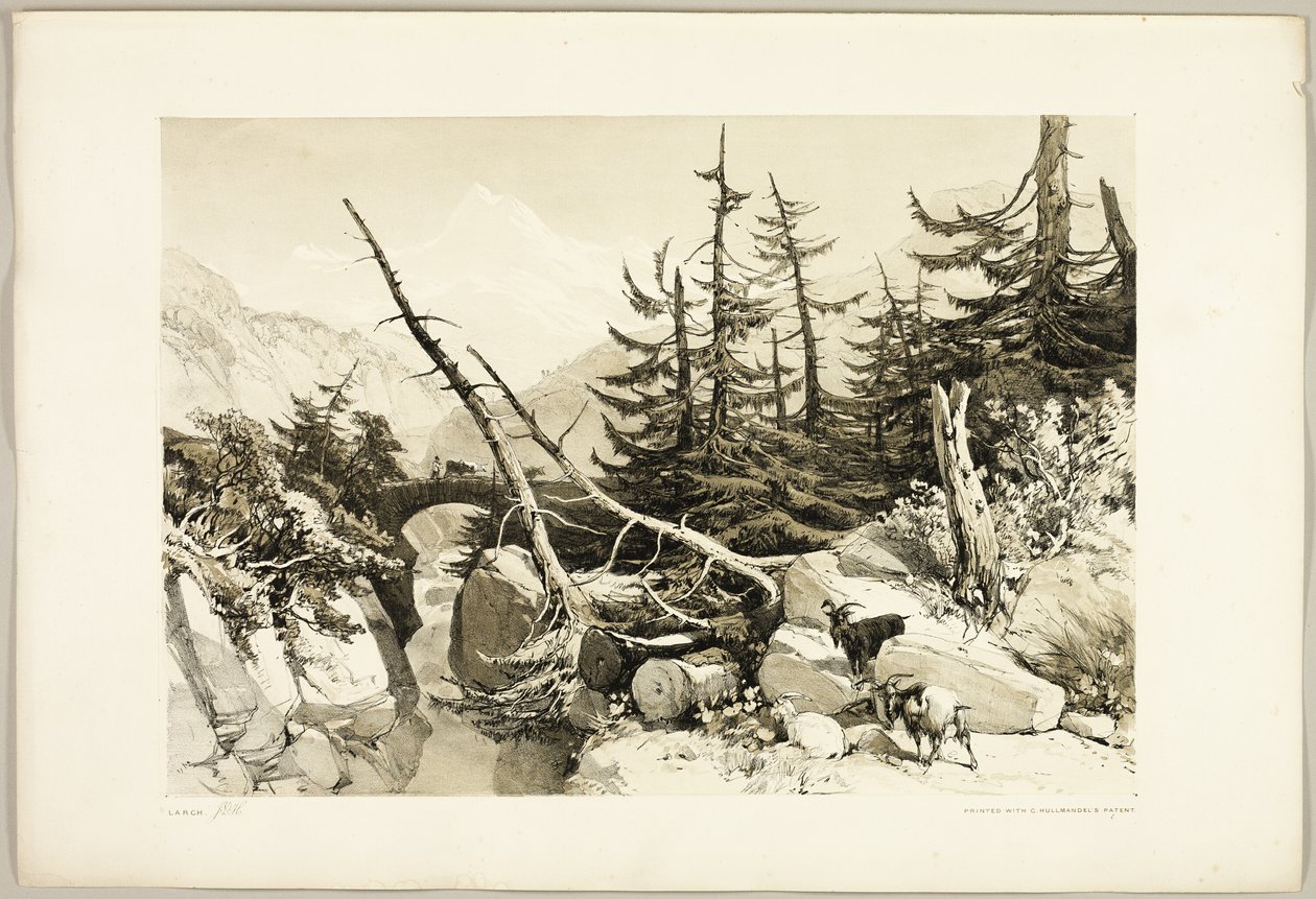 Larch, do Parque e da Floresta de James Duffield Harding