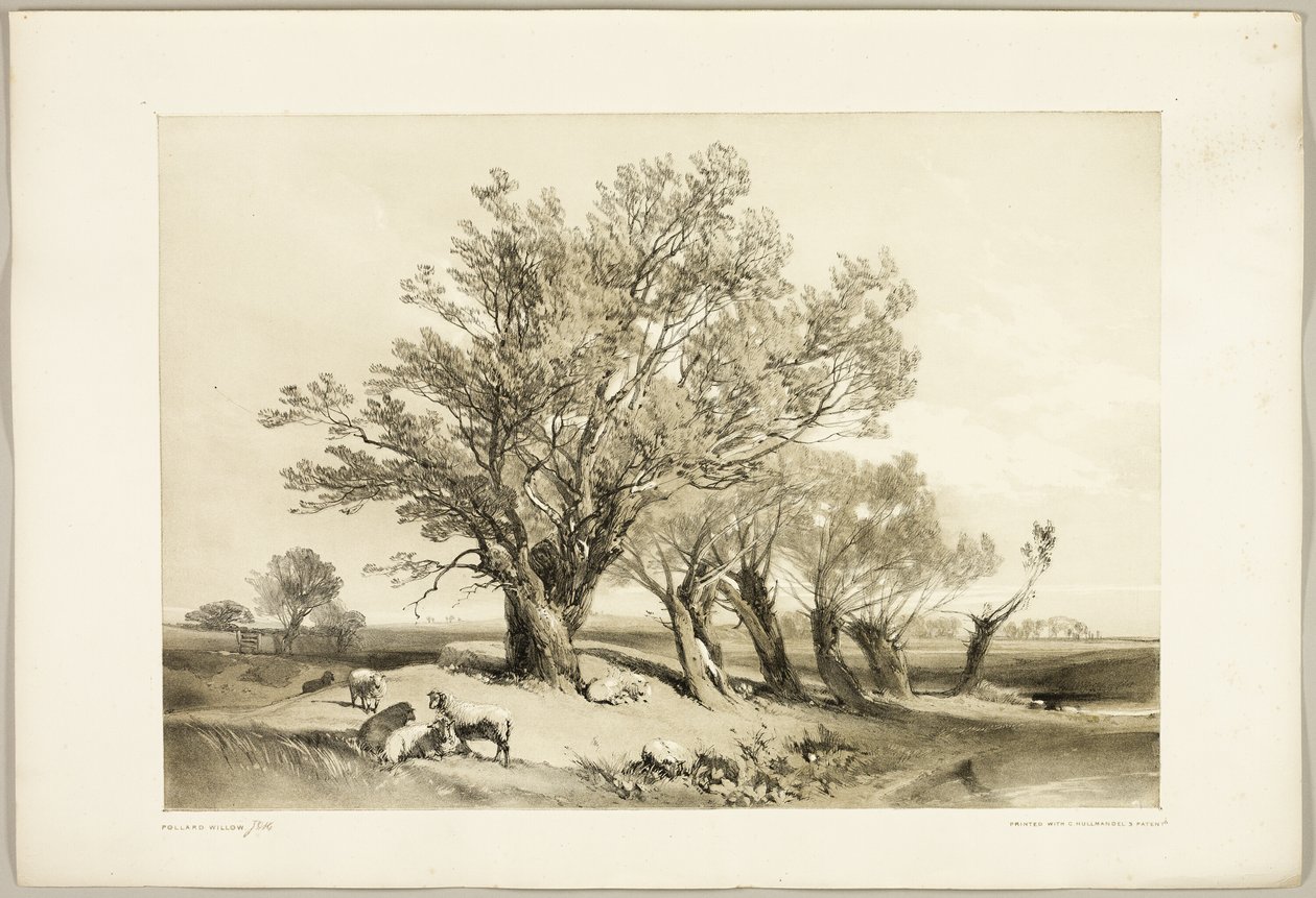 Pollard Willow, de O Parque e a Floresta de James Duffield Harding
