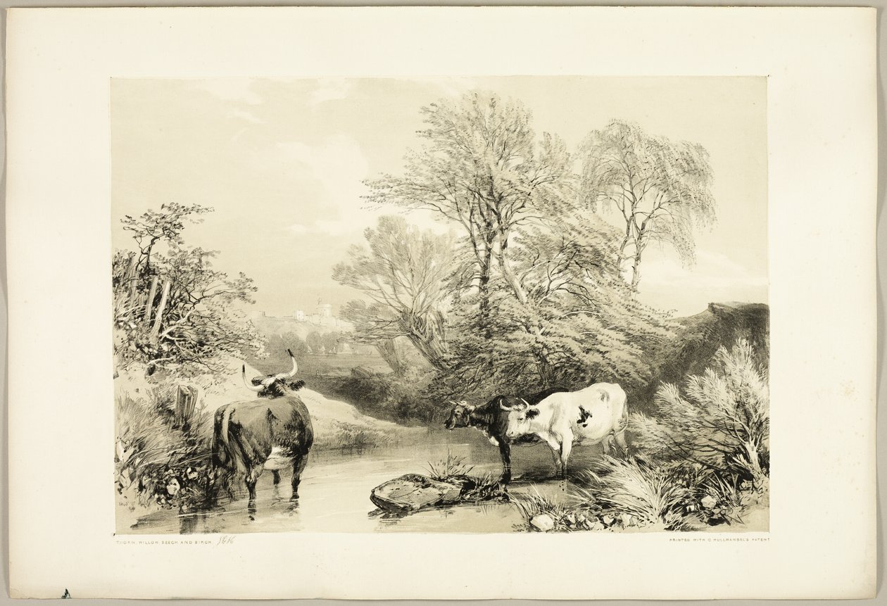 Espinho, Salgueiro, Faia e Bétula, do Parque e da Floresta de James Duffield Harding