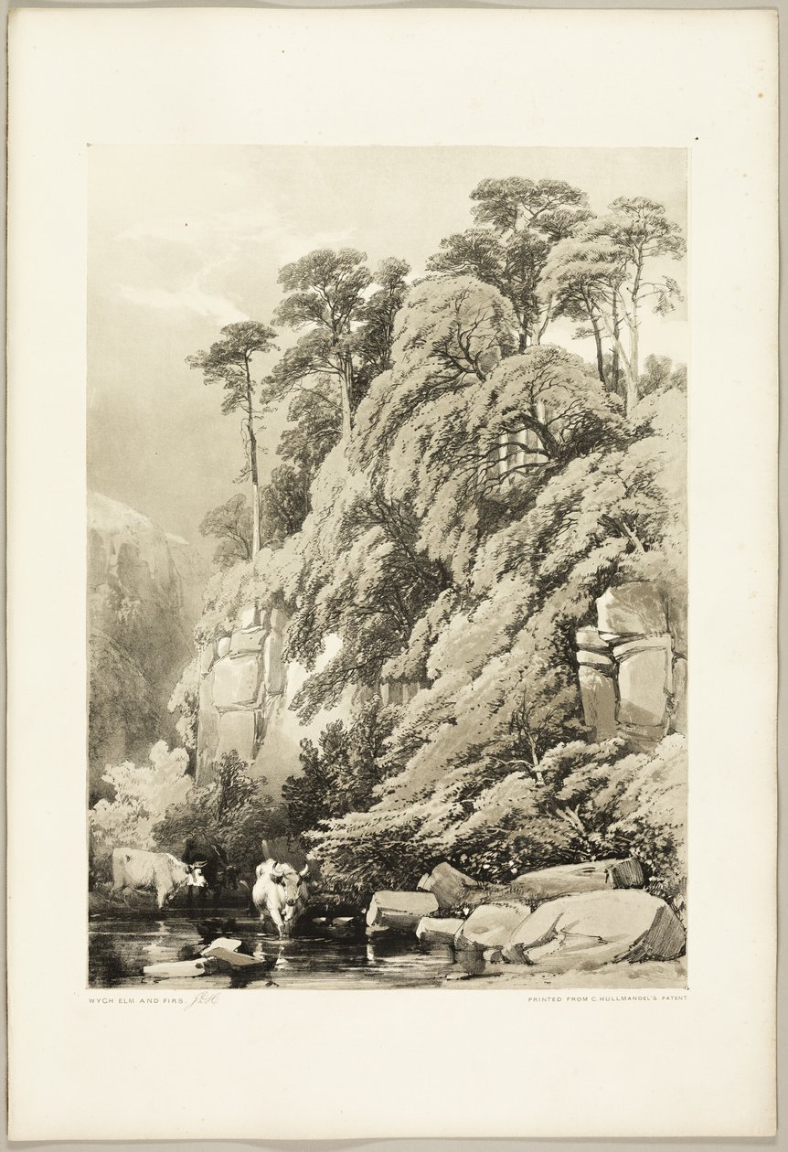 Wych Elm and Firs, do Parque e da Floresta de James Duffield Harding
