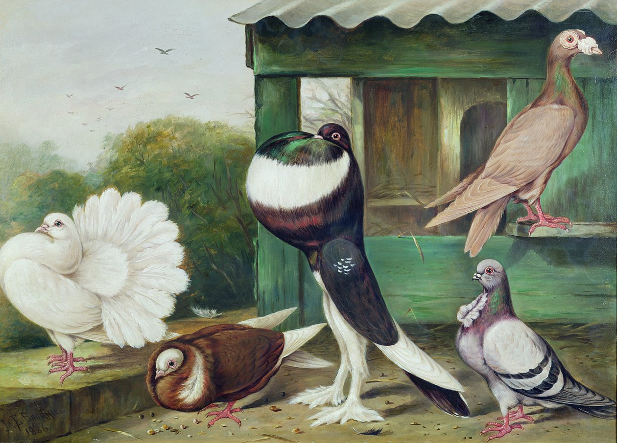 Imagem desconhecida de James E. Bourhill
