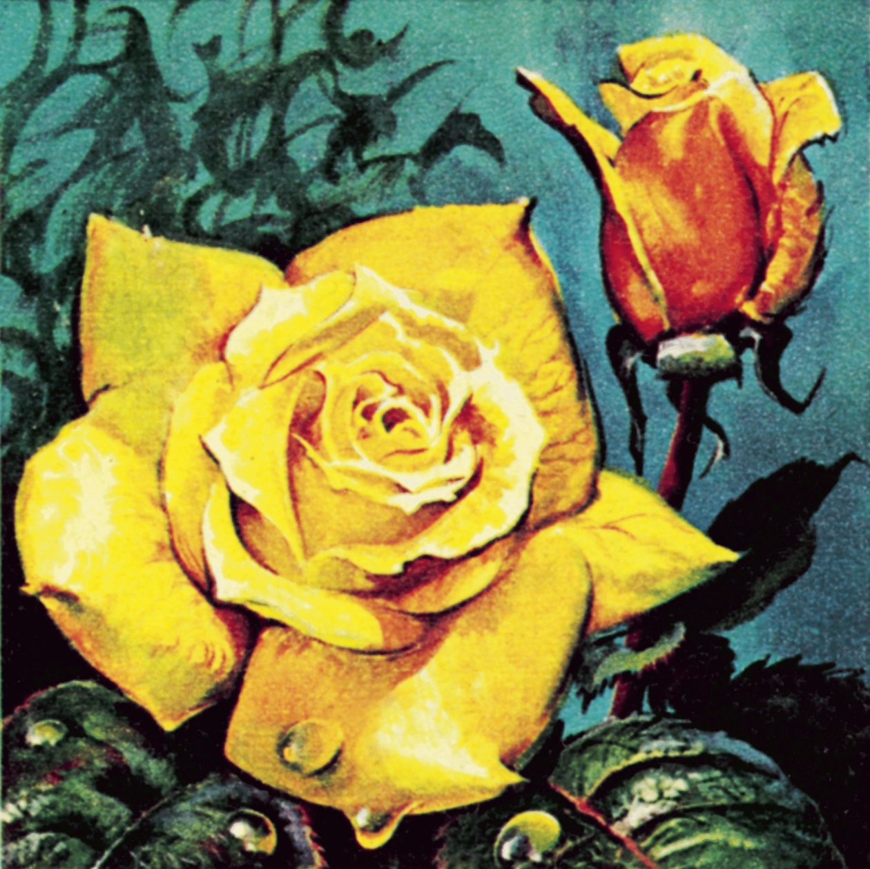 Rosa com orvalho de James Edwin McConnell