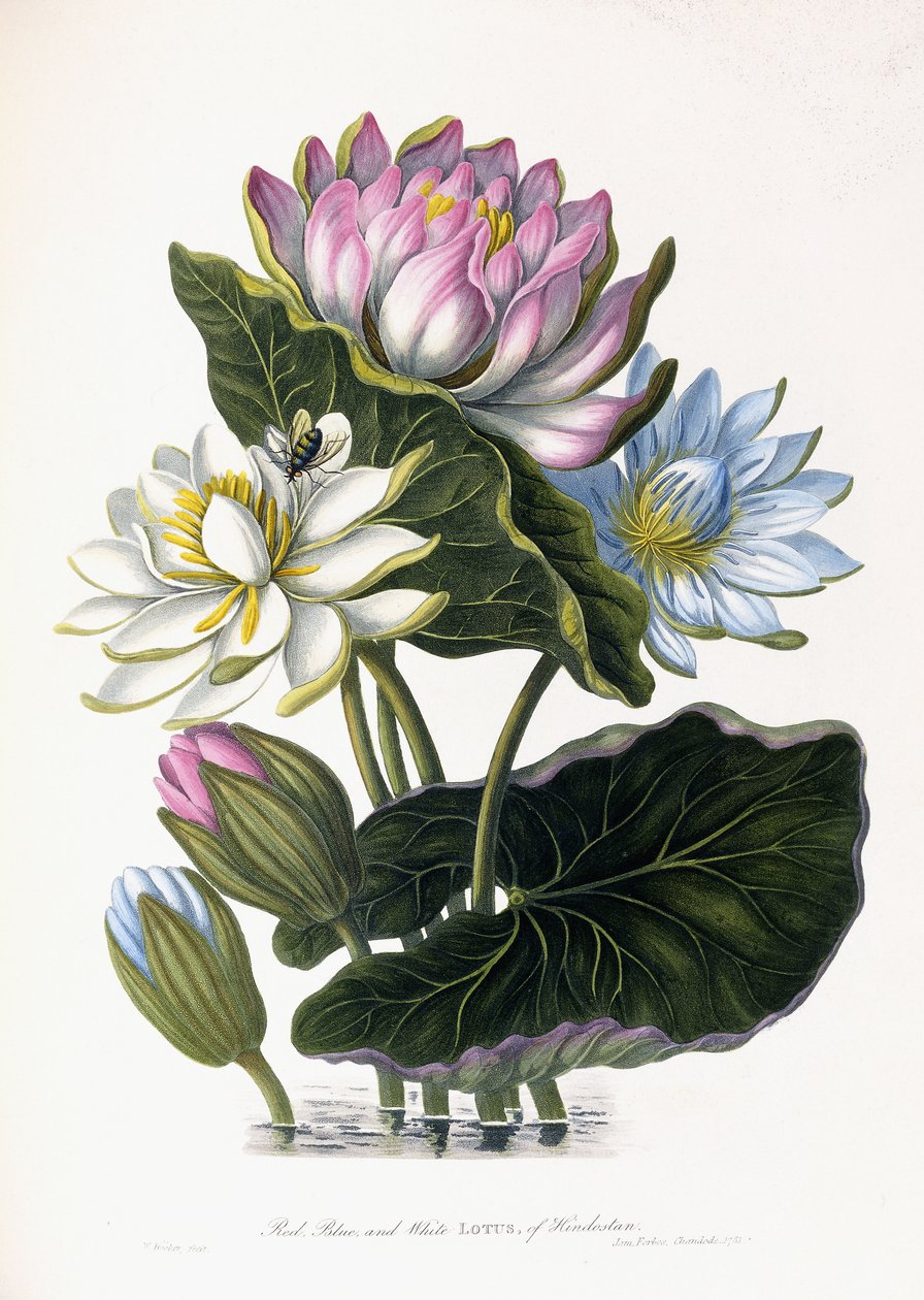 Lótus vermelho, azul e branco, do Hindostan, 1781 de James Forbes