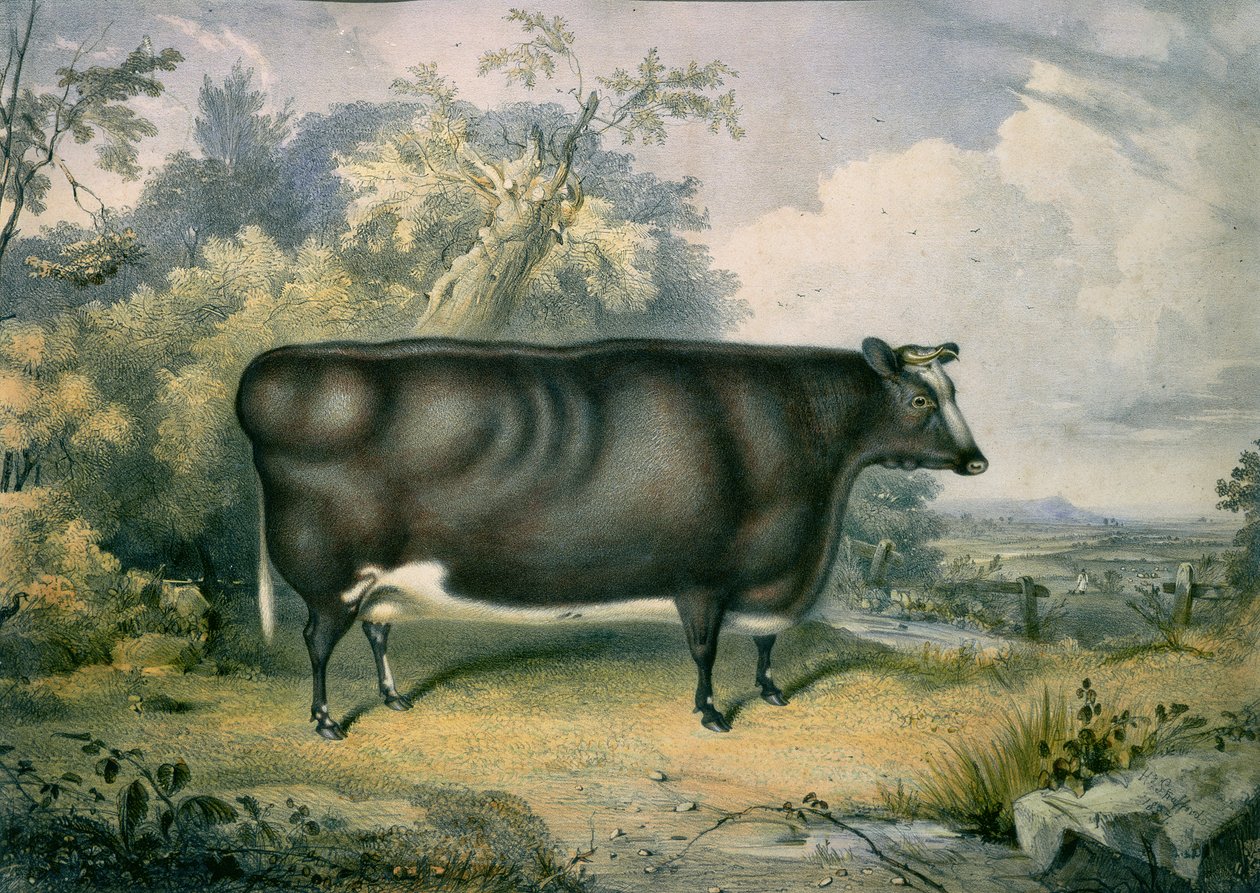 A novilha do prêmio Cottesmore, depois de Henry Strafford (fl.1833-73), 1837 de James Giles