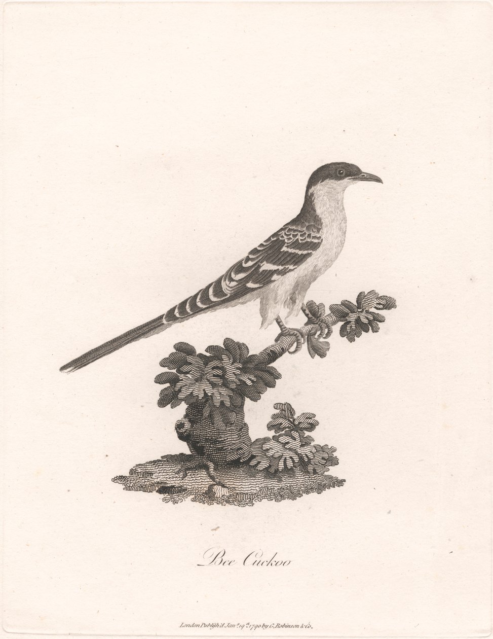 Cucu de Abelha de James Heath