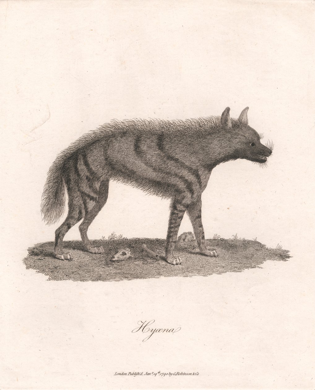 Hyoena de James Heath