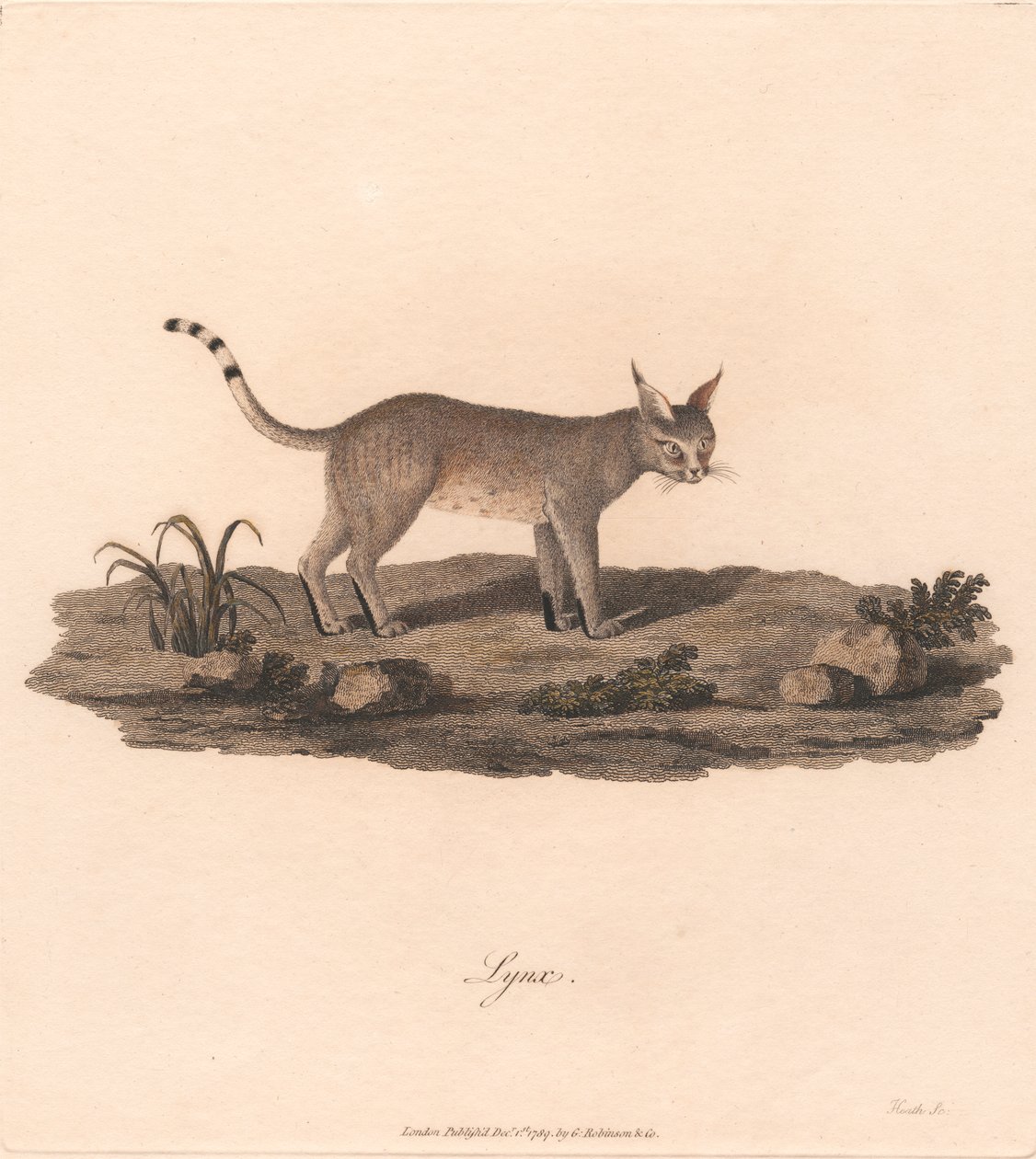 Luchs de James Heath