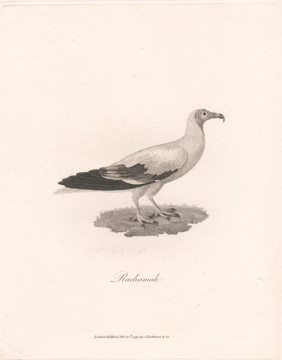 Rachamah de James Heath