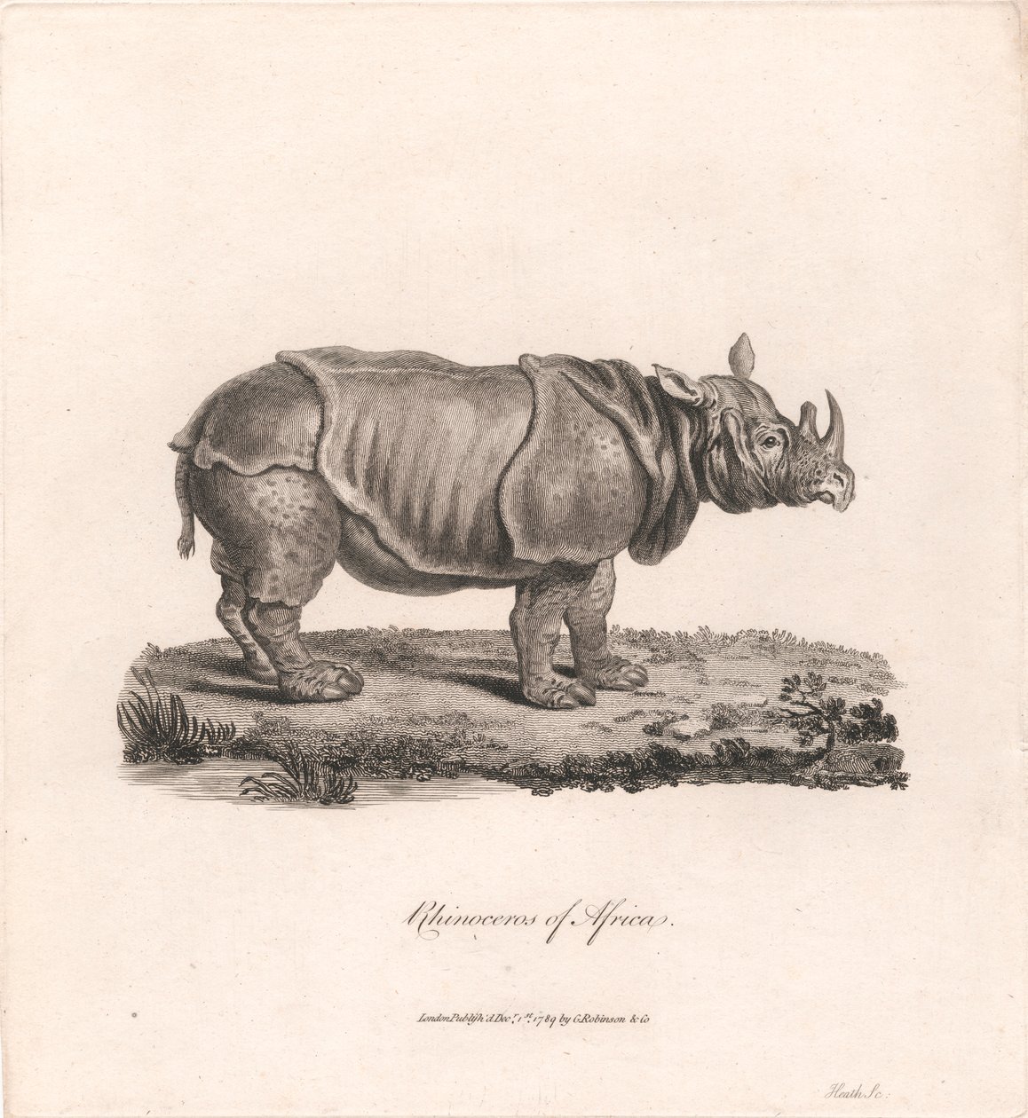 Rinoceronte de África de James Heath
