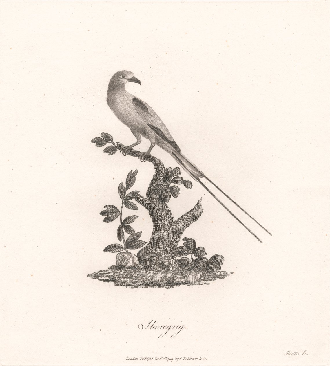 Sheregrig de James Heath