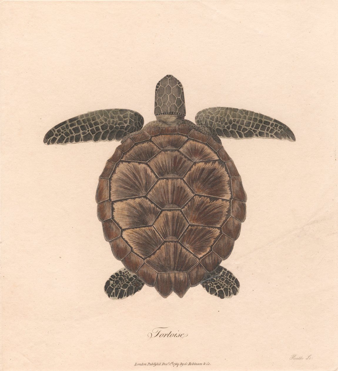 Tartaruga de James Heath