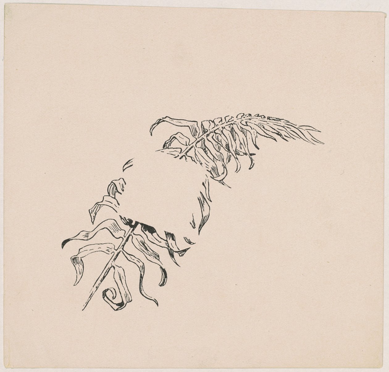 Ramo de James Henry Moser