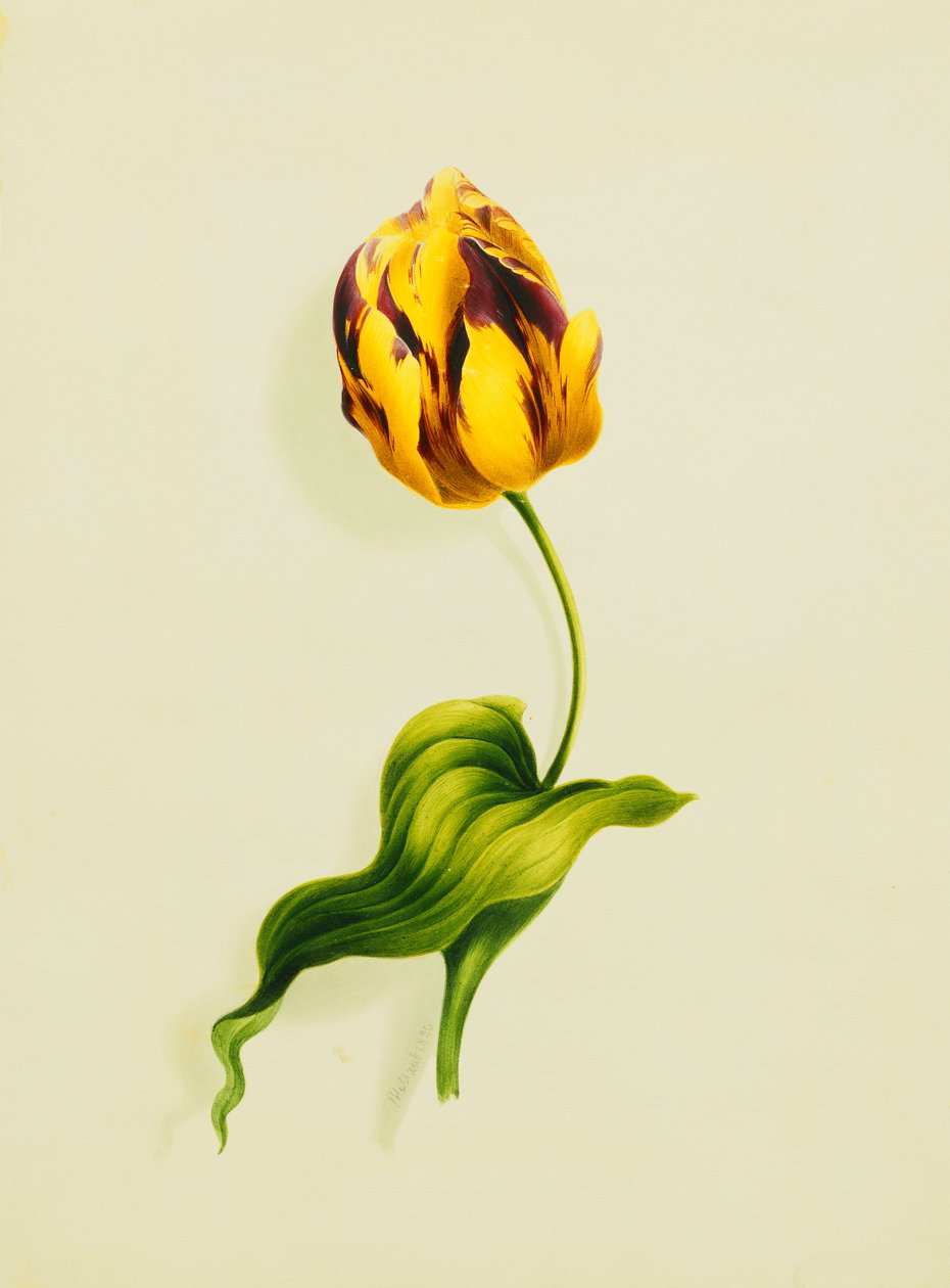 Uma tulipa de papagaio, 1826 de James Holland