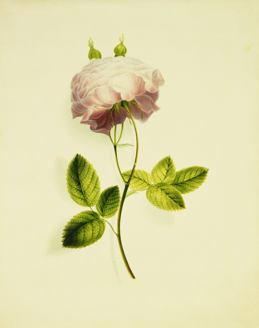Uma Rosa Rosa, de James Holland