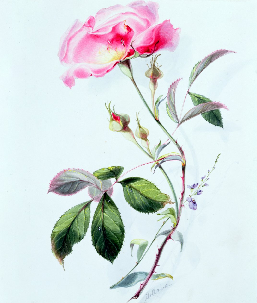 Uma rosa de James Holland