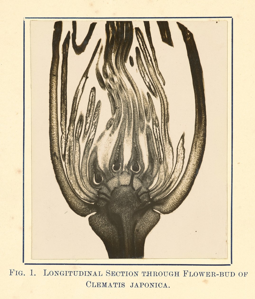 [Vista de Clematis Japonica - Secção longitudinal]. de James Hornell