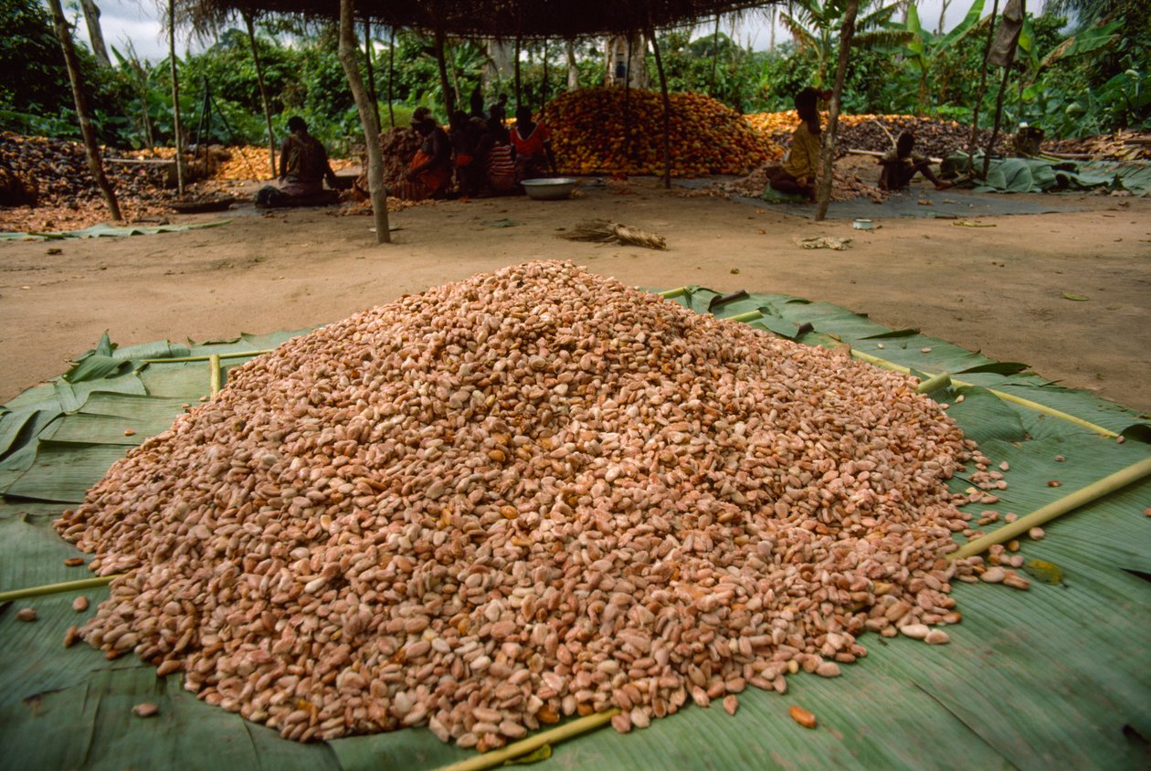 Uma grande pilha de favas de cacau (Género: Theobroma, espécie: cacau), que já foram ad... de James L Stanfield
