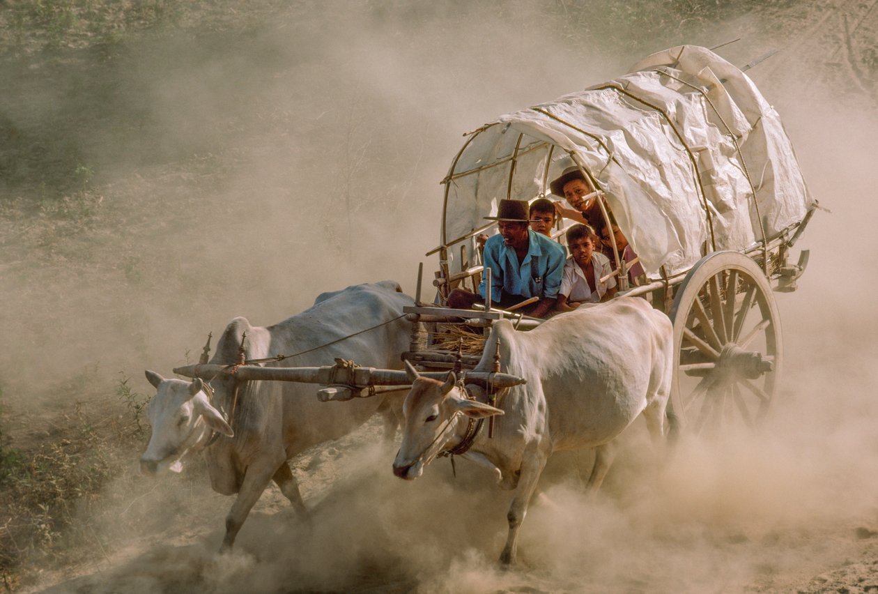 As corridas de carros de bois marcam o dia de lua cheia de Kason. Patheingyi, a leste de Mandalay, Birmânia. de James L Stanfield