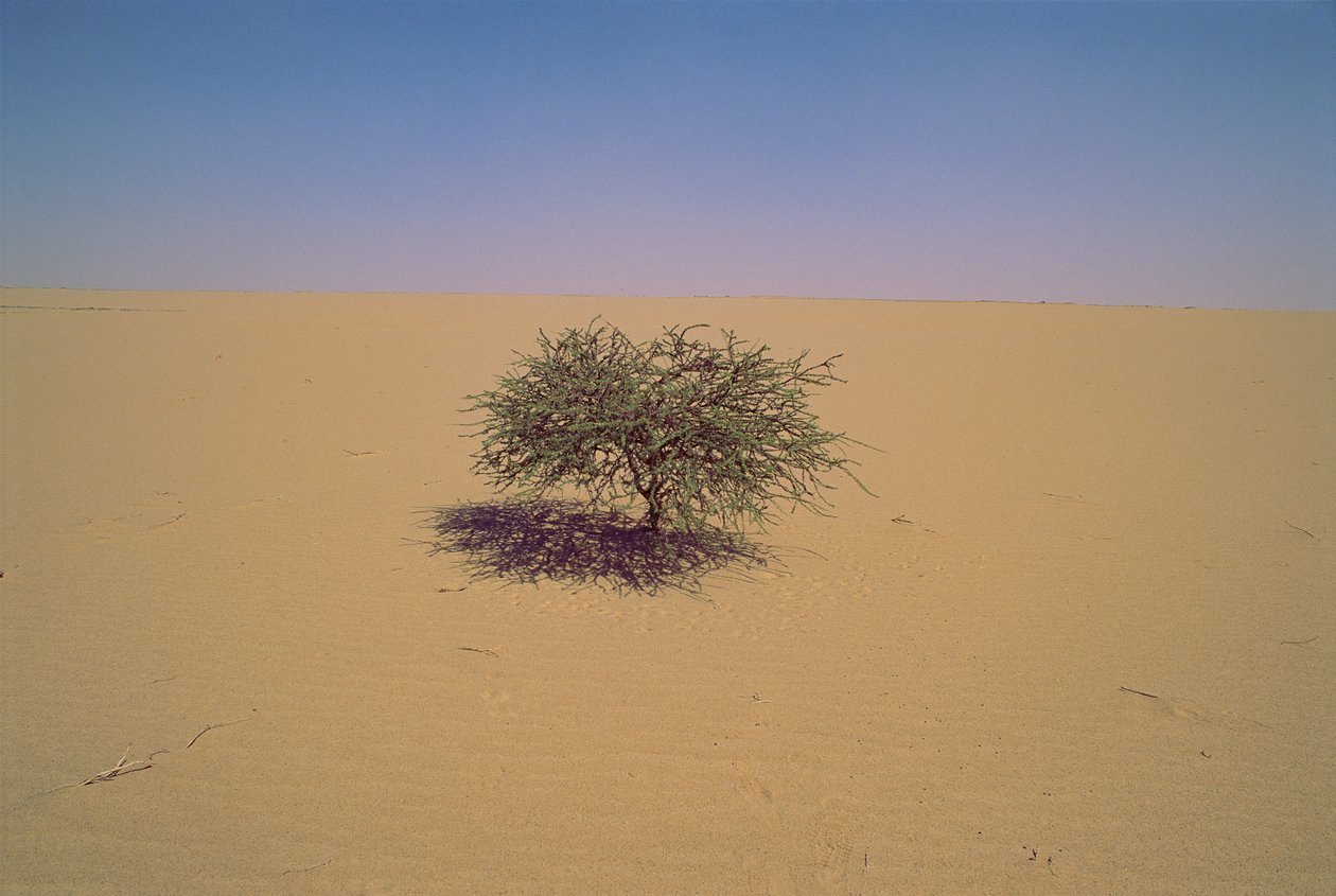 Árvore isolada num deserto do Níger, em África. Talvez "Arbre du Tenere" ou "gr... de James L Stanfield