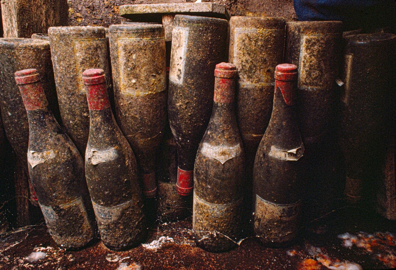 Garrafas de vinho tinto, cobertas de bolor, a envelhecer numa adega. Tain-L