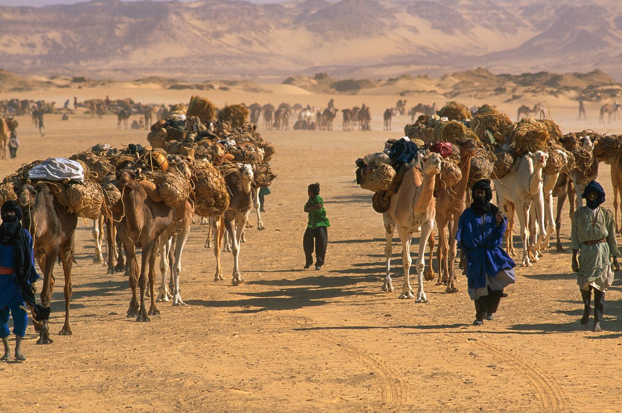 Caravana de camelos de sal à saída de Fachi. PERTO DE FACHI, NIGER. de James L Stanfield