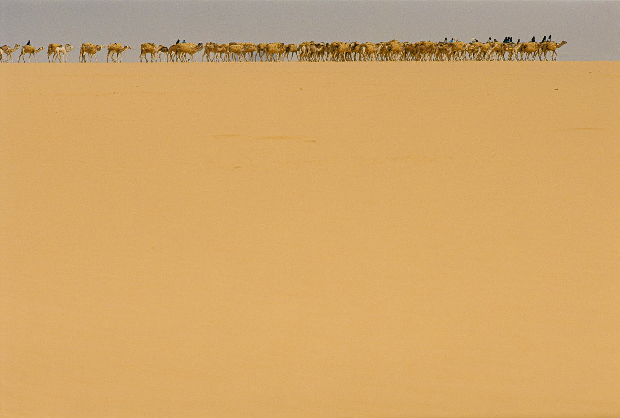 Caravana de sal a caminho de Agadez, Nigéria. A CAMINHO DE AGADEZ, NIGÉRIA, NIGER. de James L Stanfield