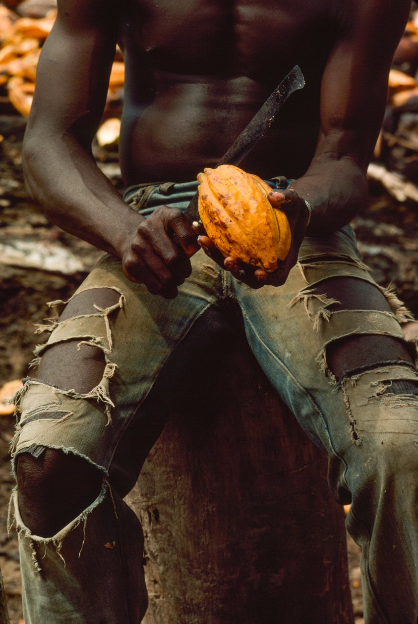 Visto apenas do peito até aos joelhos, um homem está sentado enquanto parte uma vagem de cacau (... de James L Stanfield